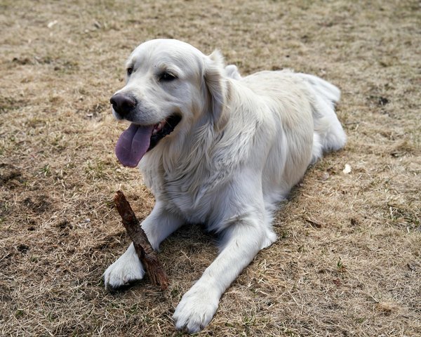 Les meilleures stratégies pour économiser sur l'assurance chat