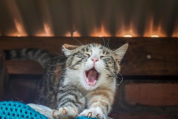 Comment faire face à l'agressivité de votre chat