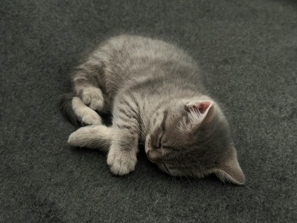 Les races de chiens les plus intelligentes