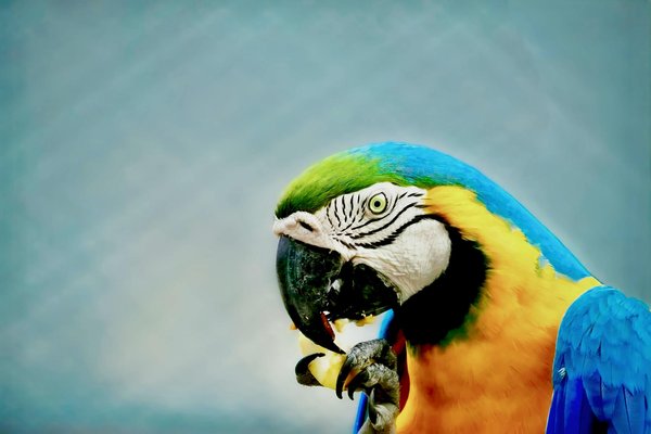 Les étapes du développement d'un chaton